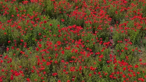 Sunny countryside scene with countless red poppies flowering across a large.. Stock Footage 336666400