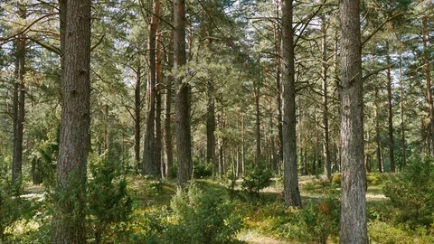 Sunny dai in a pine forest. Wild pine forest with green moss under the trees Stock Footage 119521480