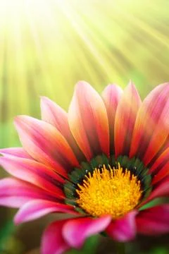Sunny daisy Stock Photos