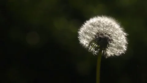 Sunny dandelion blowing by the wind in slow motion against dark nature. Vidéo 76488083