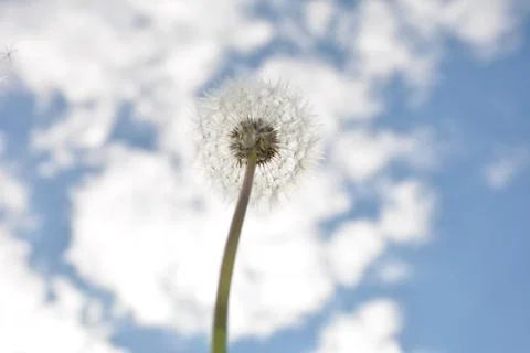 Sunny dandelion Foto stock