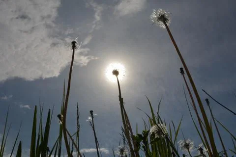 Sunny dandelion Foto stock