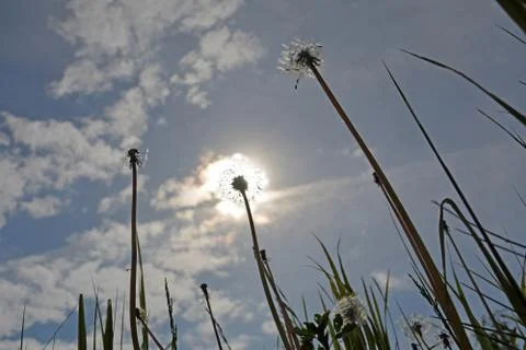 Sunny dandelion Foto stock