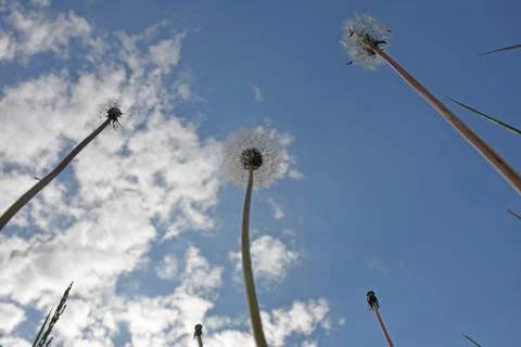 Sunny dandelion Foto stock