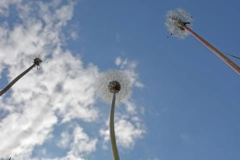 Sunny dandelion Foto stock