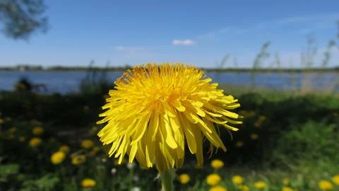Sunny dandelion Stock Photos