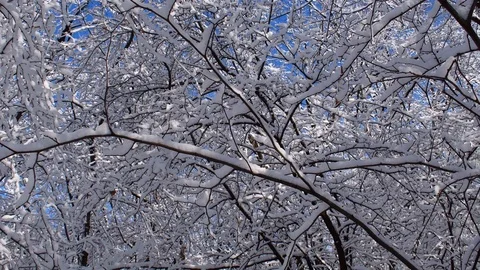 A sunny day after snowfall Stock Footage 108237882