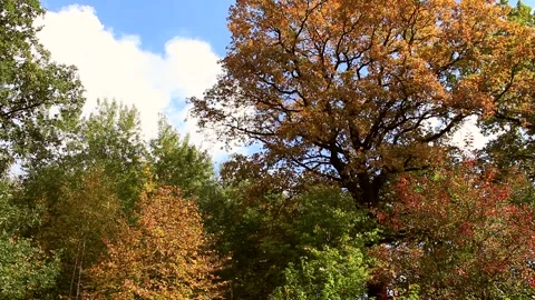 Sunny day in autumn Stock Footage 260722044
