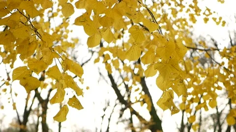Sunny day in the autumn forest. Stockbeeldmateriaal 150786735