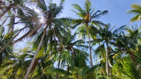 Sunny Day Blue Sky Coconut Palm Tree On Island Beach, Palms Moving By Wind Stock Footage 201575341