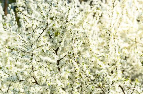 A sunny day, branches full of tiny white flowers, a blossoming cherry tree. Stock Photos