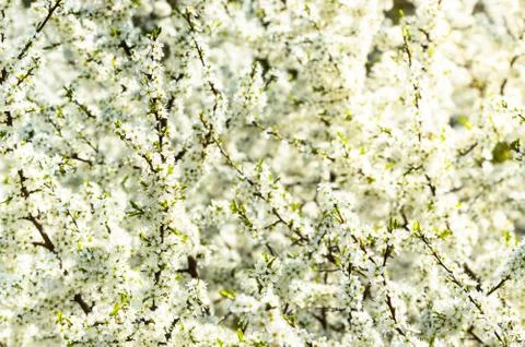 A sunny day, branches full of tiny white flowers, a blossoming cherry tree. Stock Photos