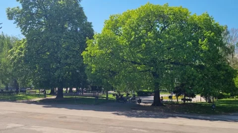 Sunny day in a central Sofia park, Bulgaria, with large leafy oak trees and Stock Footage 328155017