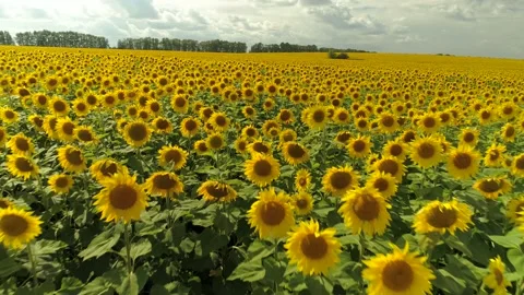 Sunny day cinematic endless field of yellow flowers sunflowers agricultural film Stock Footage 146834092