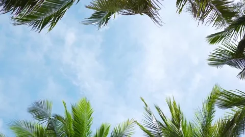 Sunny day coconut trees leaf Low angle view clear blue sky sunny dayTexture. Stock Footage 156859333