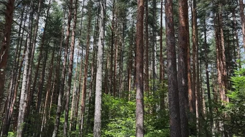 Sunny day in a dense pine tree forest with tall trees Stock Footage 296358260