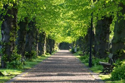 A sunny day in Evesham. symmetrical pattern in trees Stock Photos