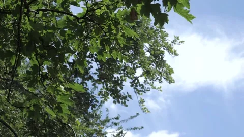 A sunny day Stock Footage 154142740