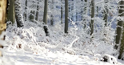 Sunny day at forest covered in snow. Little snow flakes falling from the trees. Vídeos de archivo 84330021