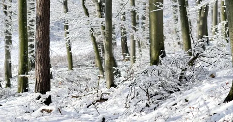 Sunny day at forest covered in snow. Little snow flakes falling from the trees. Stock-Footage 84330243