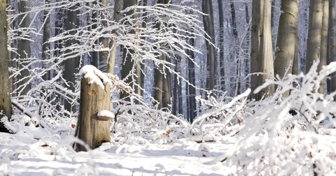 Sunny day at forest covered in snow. Little snow flakes falling from the trees. Video stock 84331053