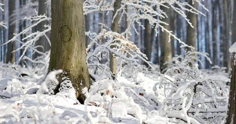 Sunny day at forest covered in snow. Little snow flakes falling from the trees. Stock Footage 84331535