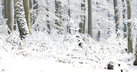 Sunny day at forest covered in snow. Little snow flakes falling from the trees. Video stock 84331642