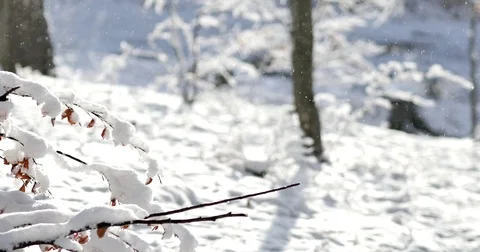 Sunny day at forest covered in snow. Little snow flakes falling from the trees. Vídeo Stock 84331727