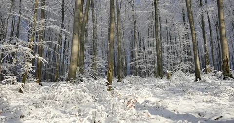 Sunny day at forest covered in snow. Little snow flakes falling from the trees. Vídeo Stock 84333144