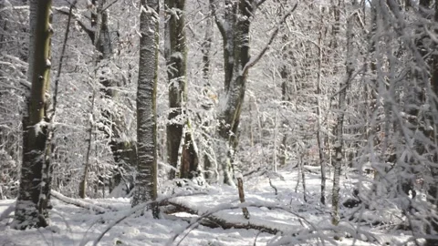 Sunny day at forest covered in snow.  Stock Footage 146231771