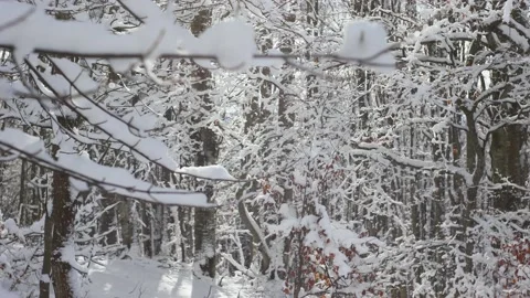 Sunny day at forest covered in snow.  Vídeo Stock 146231780