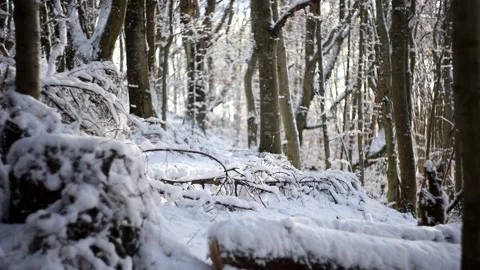 Sunny day at forest covered in snow.  Stockbeeldmateriaal 146232177