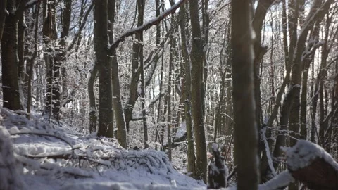 Sunny day at forest covered in snow.  Stock Footage 146232180