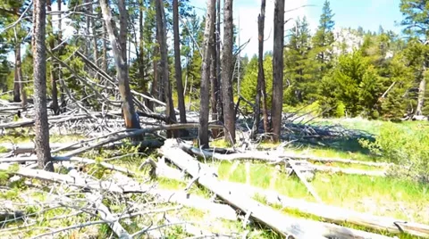Sunny Day in the Forest Dead Trees Video stock 39419096