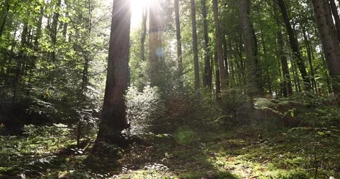 Sunny day in forest 스톡 동영상 97069098