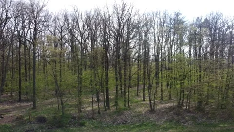 Sunny day in forest Video stock 154040122