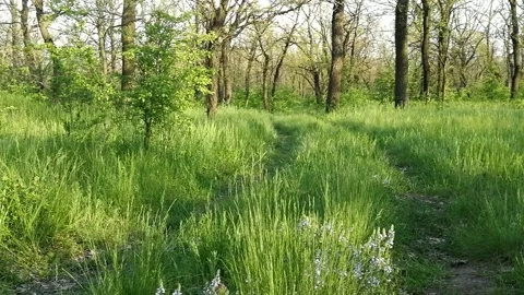 Sunny day in the forest. Stock Footage 154041748