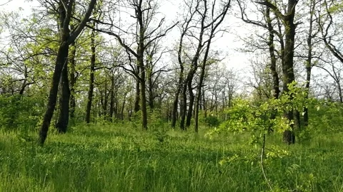 Sunny day in the forest. Stock Footage 154377137