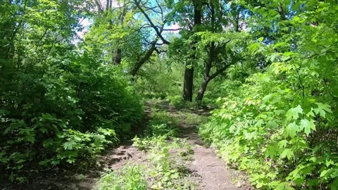 Sunny day in the forest Stock Footage 158611670