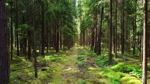 A sunny day in the forest Stock Footage 197844259
