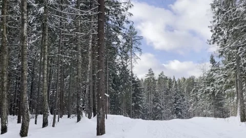 Sunny day in the forest Stock Footage 264967027