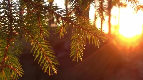 Sunny day in forest Stock Footage 286342380