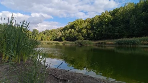 A sunny day at a forest lake Stock Footage 317405301