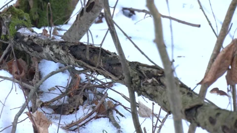 A sunny day in the forest. Pure white snow. Video stock 237213221