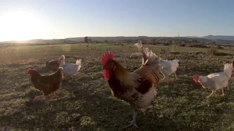 Sunny Day Free-Range Rooster And Chickens Stock Footage 169812356