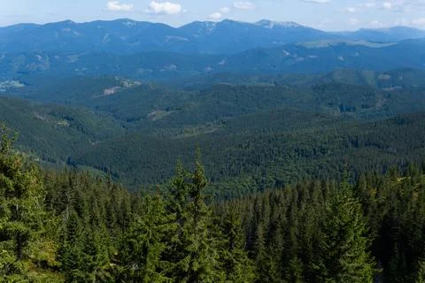 A sunny day in a green mountain meadow. The Carpathians, Ukraine. Stock Photos