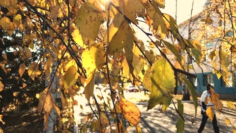 Sunny day on the leaf Stock Footage 162940201