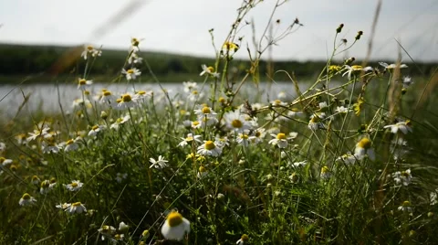 Sunny day in the meadow Stock Footage 64272972
