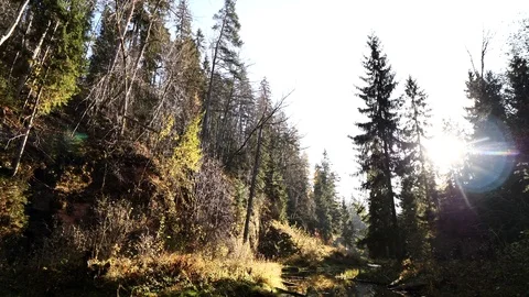 Sunny day in the middle of the forest Stock Footage 100788946