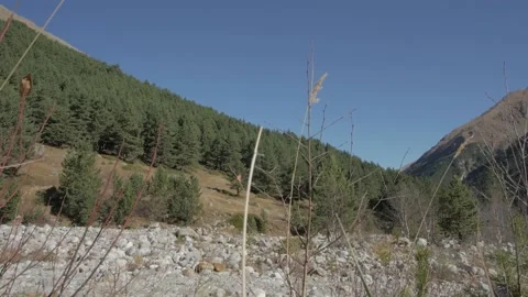 Sunny day in mountain with forest Stock Footage 154153502